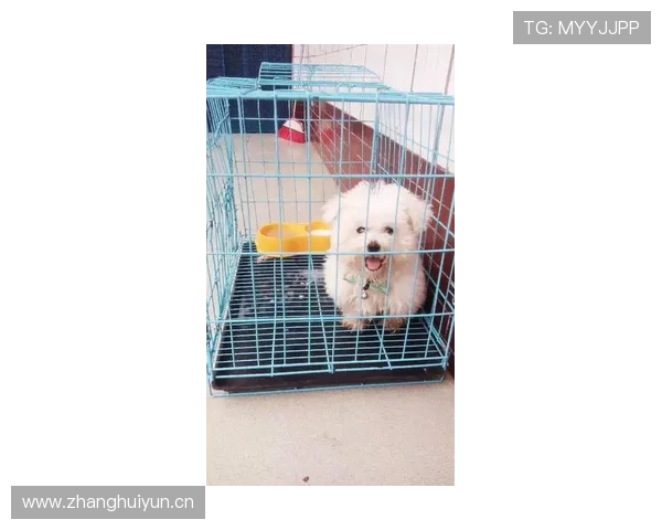 李小鹏家的狗吃的都比我一个月工资多